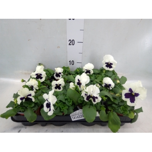 Viola wr. 'Colossus White wBlotch'