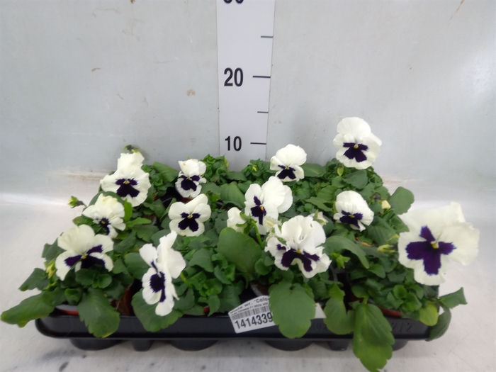 <h4>Viola wr. 'Colossus White wBlotch'</h4>