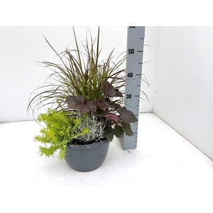 VASTE PLANTEN OV