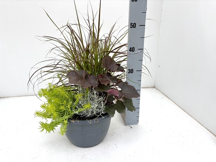 <h4>VASTE PLANTEN OV</h4>