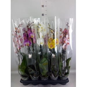 Phalaenopsis   ...mix