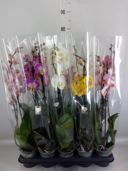 <h4>Phalaenopsis   ...mix</h4>