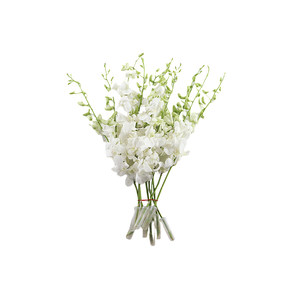 Dendrobium White
