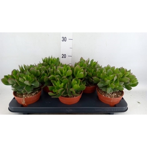 Crassula ovata 'Sunset'