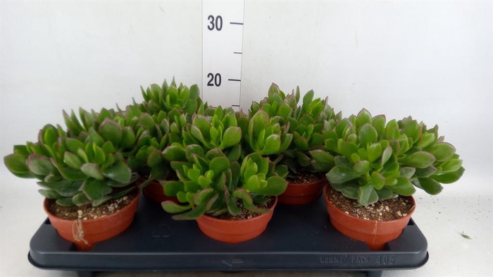 <h4>Crassula ovata 'Sunset'</h4>