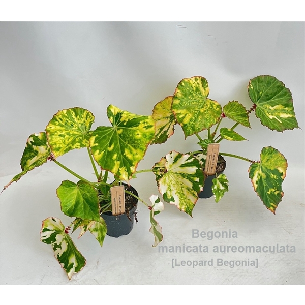 <h4>Begonia manicata aureomaculata 12cm [Leopard Begonia] *NEW*</h4>