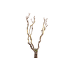Syringa Branch Extra Masuda
