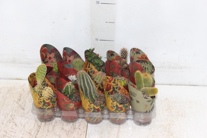 <h4>CACTUS MINI P06</h4>