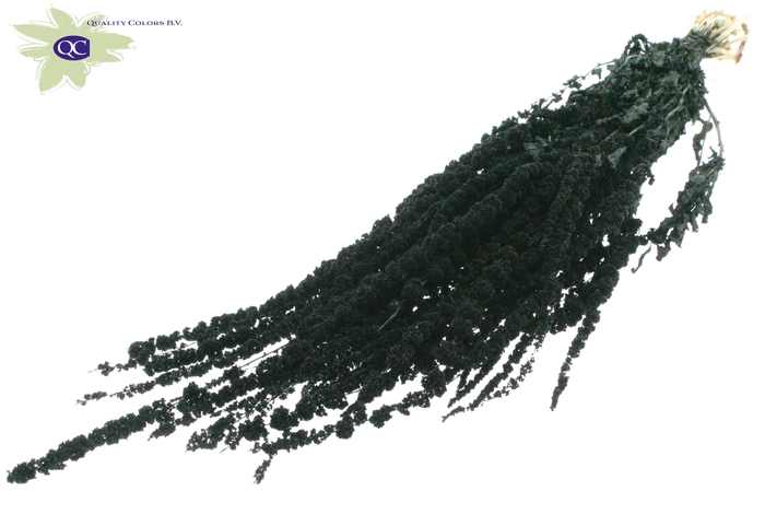 Hang amaranthus ±70cm p/bunch black
