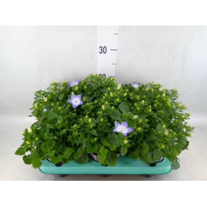 Campanula isoph. 'Berlin Bicolor'