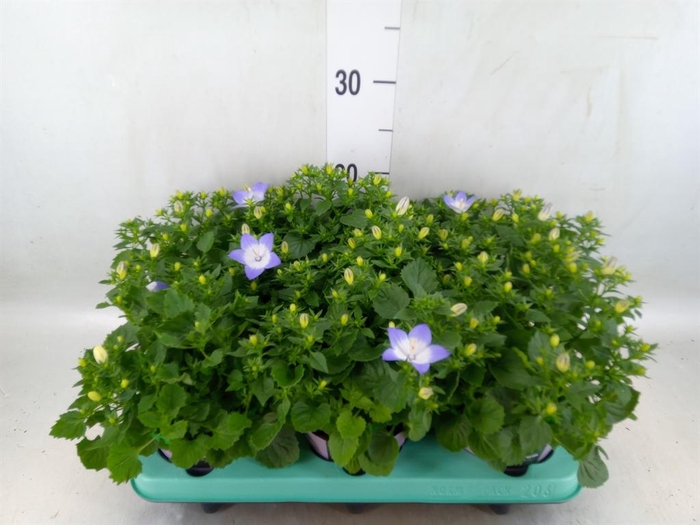 <h4>Campanula isoph. 'Berlin Bicolor'</h4>