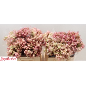 Serruria Overig Pink 2+