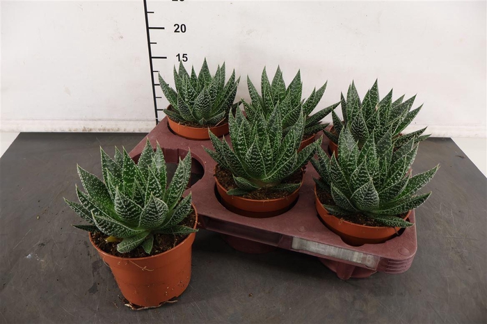 <h4>Gasteria 12 Cm. P. Beguinii</h4>