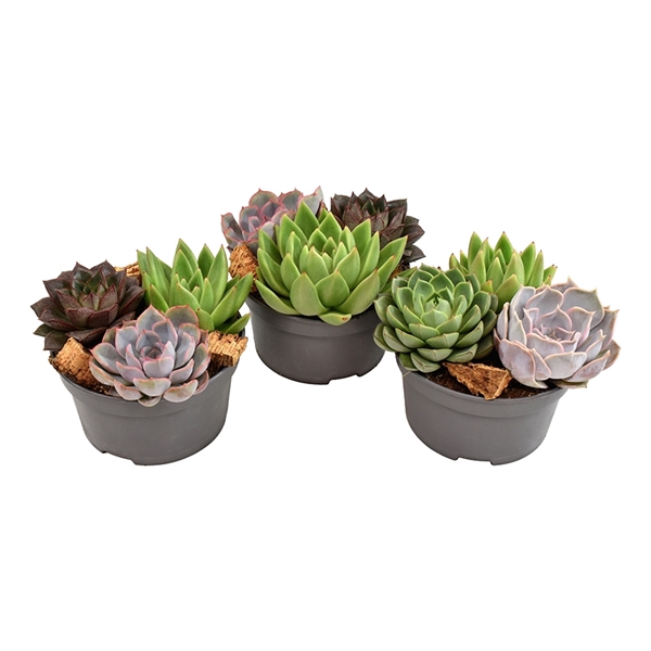 <h4>Echeveria trio in grow pot with cork</h4>