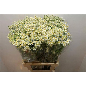 Tanacetum Pa Cameron