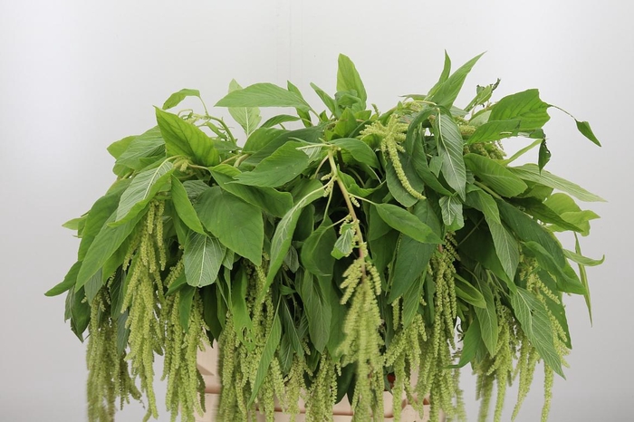 <h4>Amar Ca Green Pearls</h4>