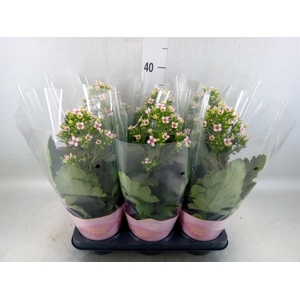Kalanchoe blos. 'Feminine Pink'