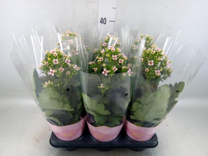 <h4>Kalanchoe blos. 'Feminine Pink'</h4>