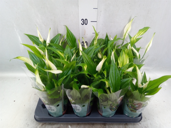 <h4>Spathiphyllum  'Pearl Cupido'</h4>