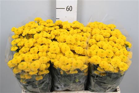 <h4>Chr S Aaa Aurinko</h4>
