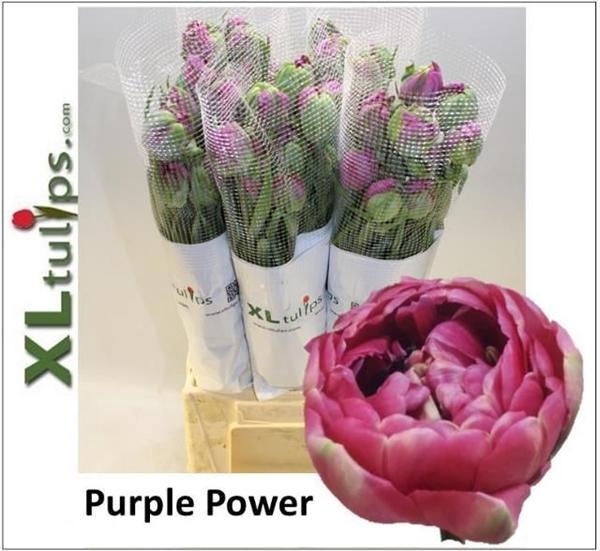 <h4>TU DU PURPLE POWER</h4>