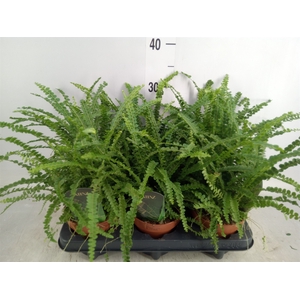 Nephrolepis cord. 'Duffii'