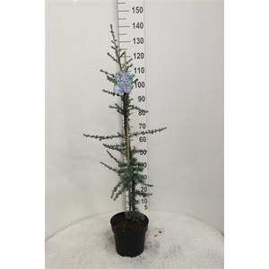 Cedrus libani 'Glauca' P24 potgedrukt