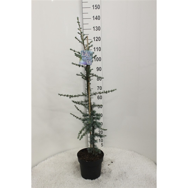 <h4>Cedrus libani 'Glauca' P24 potgedrukt</h4>