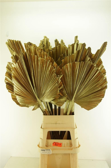 <h4>Droog Robusta Goud</h4>