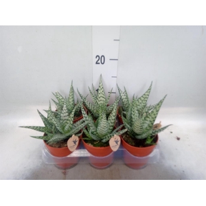 Aloe   ...