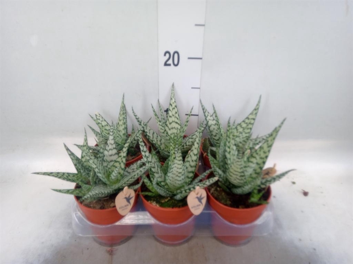 <h4>Aloe   ...</h4>