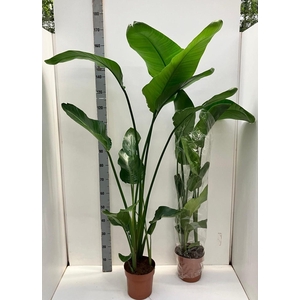 STRELITZIA NICOLAI