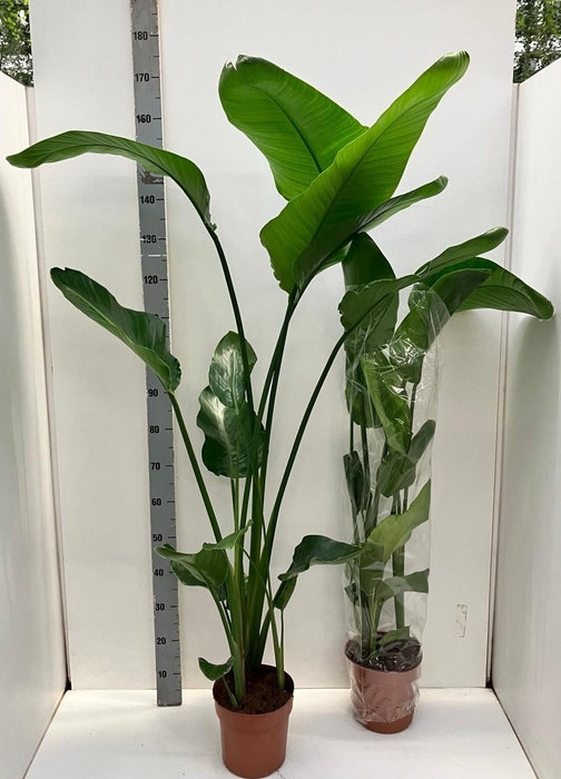 <h4>STRELITZIA NICOLAI</h4>