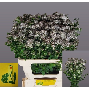 Origanum White Piry Fa Klein