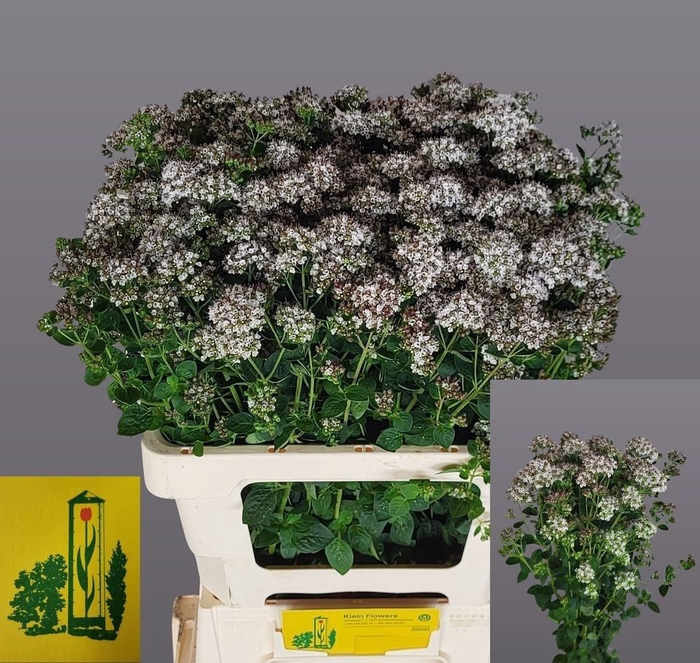 <h4>Origanum White Piry Fa Klein</h4>
