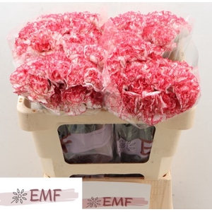 Di St Coralie EMF