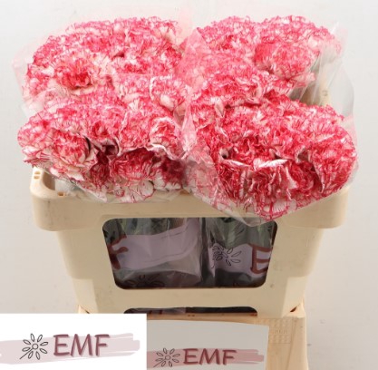 Di St Coralie EMF