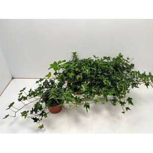 Hedera Ivalace 13Ø 30cm