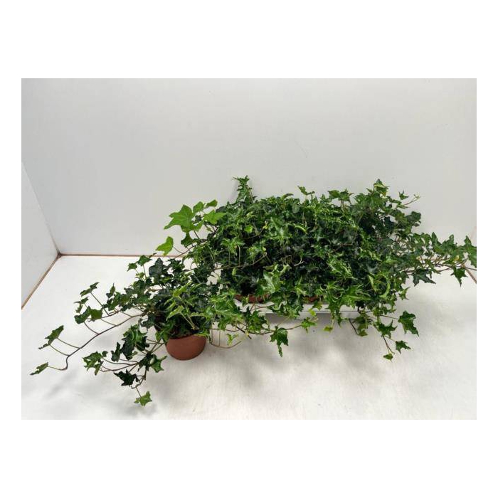 <h4>Hedera Ivalace 13Ø 30cm</h4>