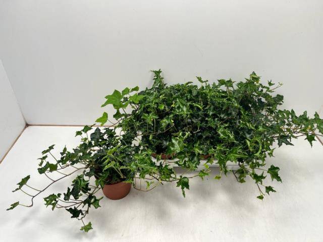 Hedera Ivalace 13Ø 30cm