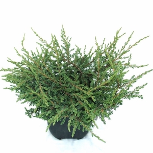 Juniperus communis 'Repanda' P17