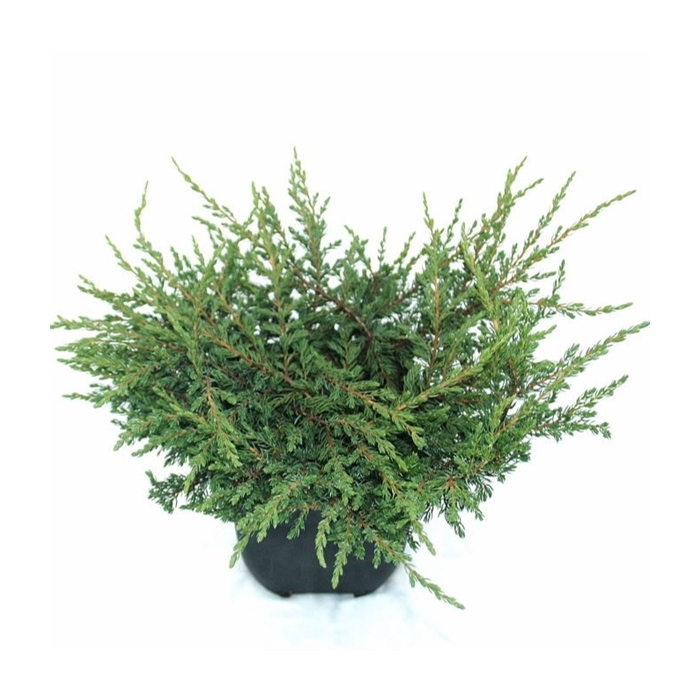 <h4>Juniperus communis 'Repanda' P17</h4>