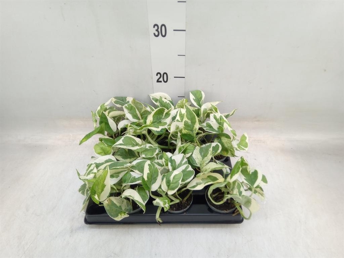 <h4>Epipremnum   ...</h4>