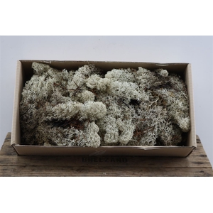 Mos Reindeer Moss Natural 500gr