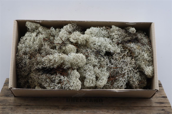 <h4>Reindeer Moss 500gr Natural</h4>