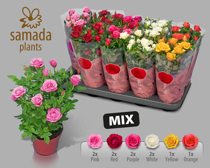 RO SAMADAPL GEM 6 SR