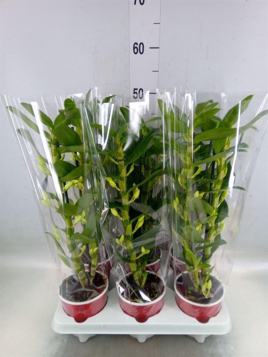 <h4>Dendrobium nob. 'StarCla Apollon'</h4>