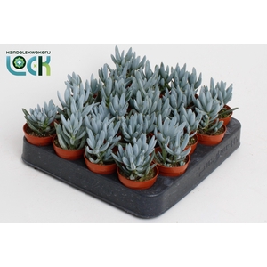 Senecio Kleinia