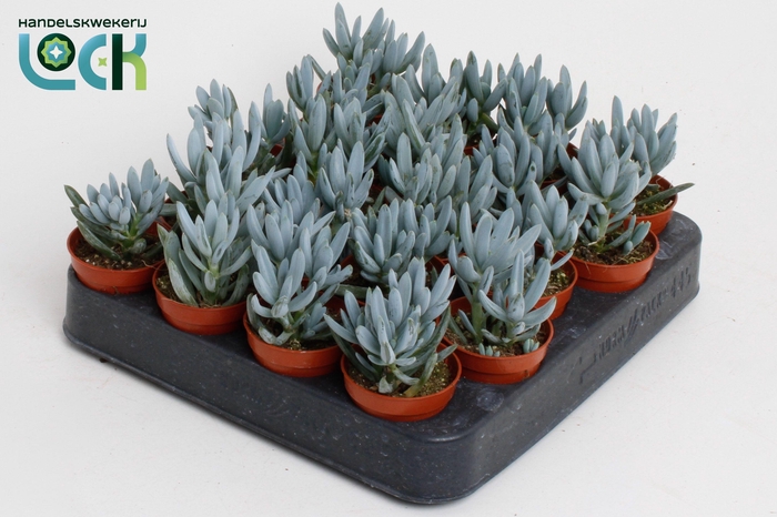 <h4>Senecio Kleinia</h4>