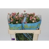 Ranunculus Butterfly Hera